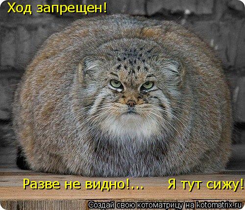 Ход запрещен! Разве не видно!... Я тут сижу!... Котоматрица: Ход запрещен! Разве не видно!... Я тут сижу!