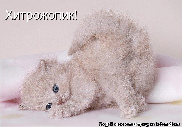 Хитрожопик!... Котоматрица: Хитрожопик!