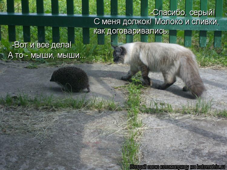 -Вот и все дела! А то - мыши, мыши... -Спасибо, серый! С меня должок! Молоко и сливки, как договарив... Котоматрица: -Вот и все дела! А то - мыши, мыши... -Спасибо, серый! С меня должок! Молоко и сливки, как договаривались.