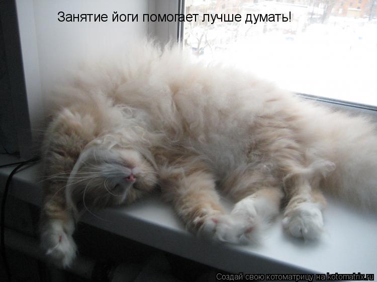 Занятие йоги помогает лучше думать!... Котоматрица: Занятие йоги помогает лучше думать!