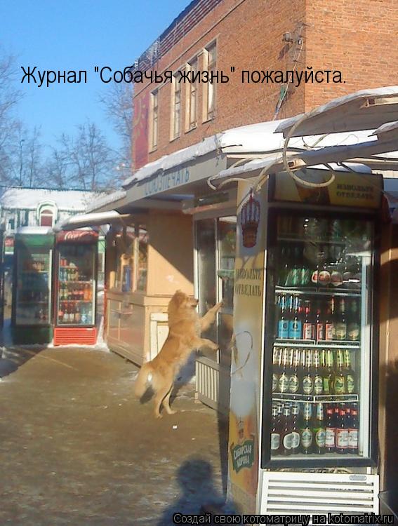 Журнал "Собачья жизнь" пожалуйста.... Котоматрица: Журнал "Собачья жизнь" пожалуйста.