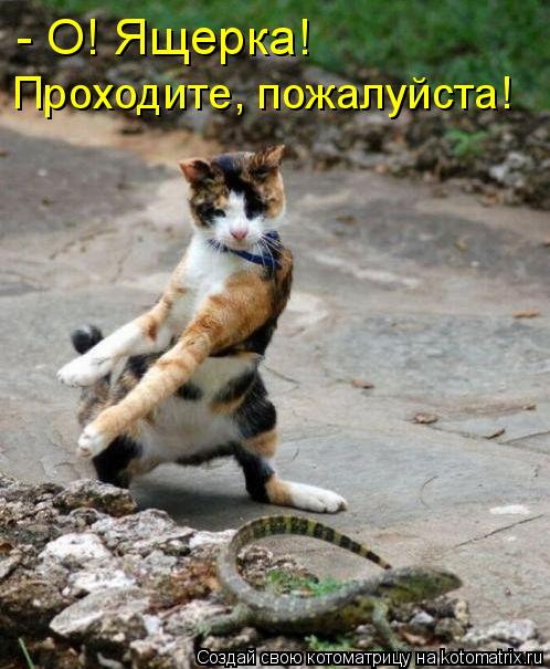 - О! Ящерка! Проходите, пожалуйста!... Котоматрица: - О! Ящерка! Проходите, пожалуйста!