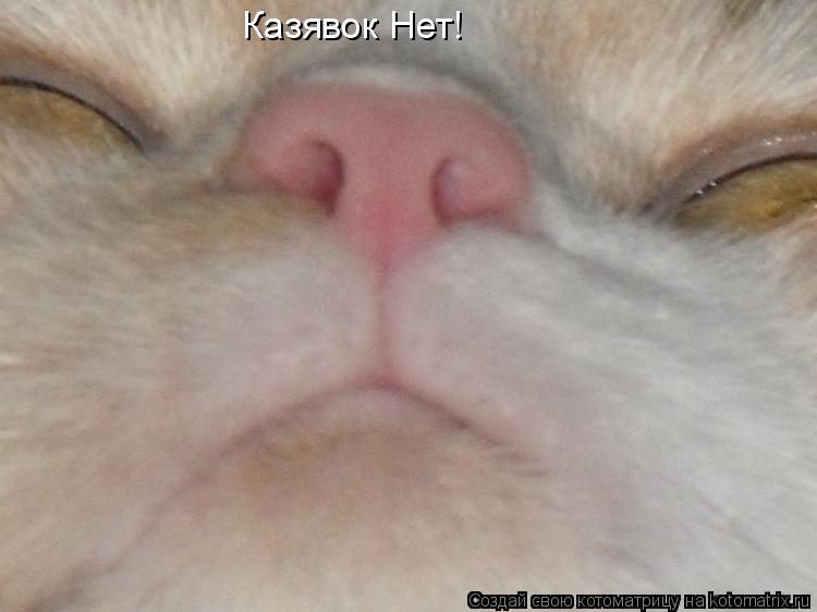 Казявок Нет!... Котоматрица: Казявок Нет!