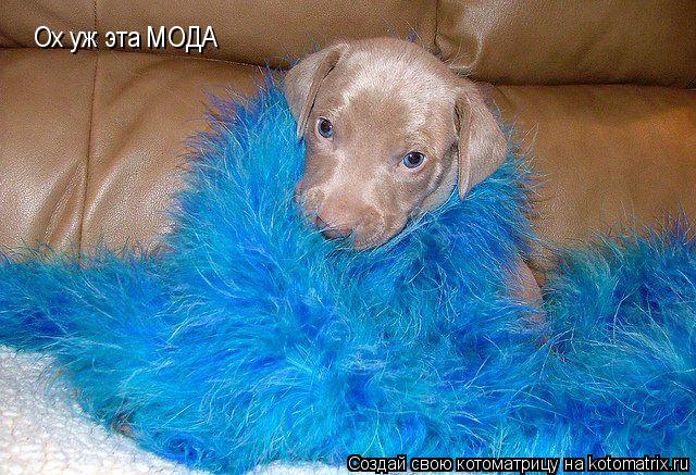 Ох уж эта МОДА... Котоматрица: Ох уж эта МОДА