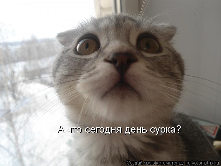 А что сегодня день сурка?... Котоматрица: А что сегодня день сурка?