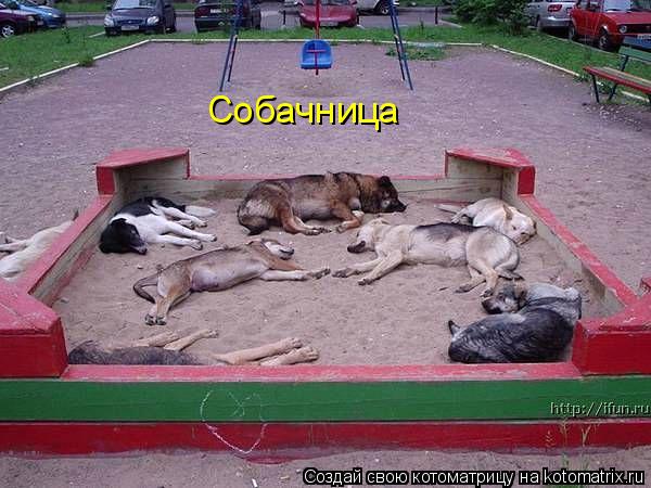 Собачница... Котоматрица: Собачница