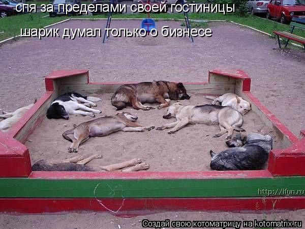 спя за пределами своей гостиницы шарик думал только о бизнесе... Котоматрица: спя за пределами своей гостиницы шарик думал только о бизнесе