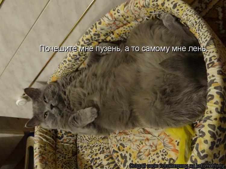 Почешите мне пузень, а то самому мне лень.... Котоматрица: Почешите мне пузень, а то самому мне лень.