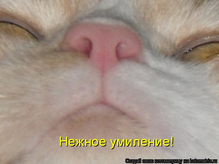 Нежное умиление! Нежное умиление!... Котоматрица: Нежное умиление! Нежное умиление!