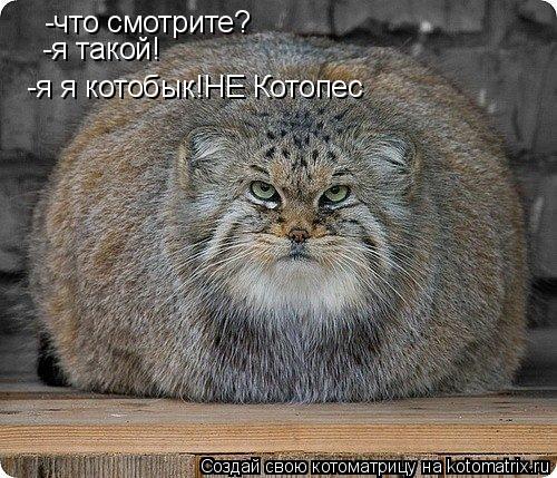 -что смотрите? -я такой! -я я котобык!НЕ Котопес... Котоматрица: -что смотрите? -я такой! -я я котобык!НЕ Котопес