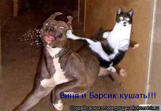 Виня и Барсик кушать!!!... Котоматрица: Виня и Барсик кушать!!!