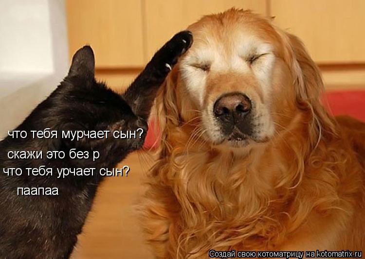 что тебя мурчает сын? скажи это без р что тебя урчает сын? паапаа... Котоматрица: что тебя мурчает сын? скажи это без р что тебя урчает сын? паапаа