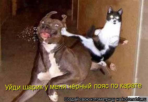 Уйди шарик у меня чёрный пояс по карате... Котоматрица: Уйди шарик у меня чёрный пояс по карате