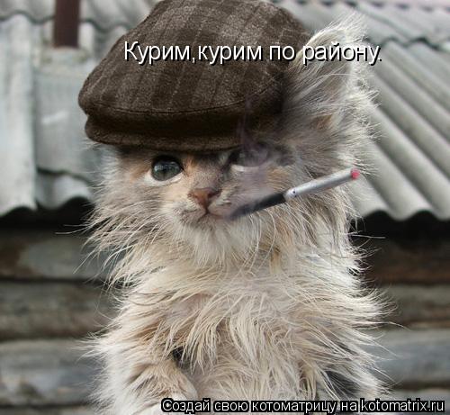 Курим,курим по району.... Котоматрица: Курим,курим по району.