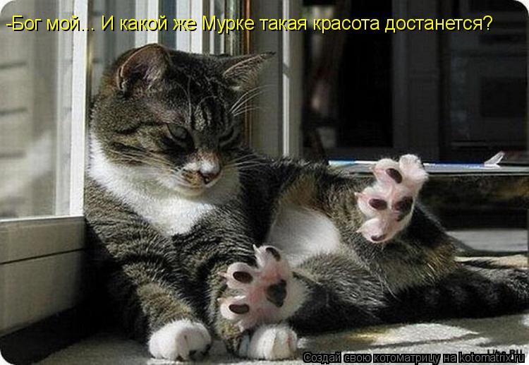 -Бог мой... И какой же Мурке такая красота достанется?... Котоматрица: -Бог мой... И какой же Мурке такая красота достанется?