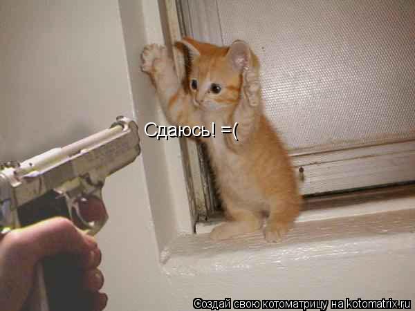 Сдаюсь! =(... Котоматрица: Сдаюсь! =(