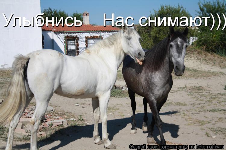 Улыбнись Нас снимают))))))!... Котоматрица: Улыбнись Нас снимают))))))!