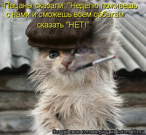 -Пацаны сказали: "Неделю поживешь с нами и сможешь всем собакам сказать "НЕТ!"... Котоматрица: -Пацаны сказали: "Неделю поживешь с нами и сможешь всем собакам сказать "НЕТ!"