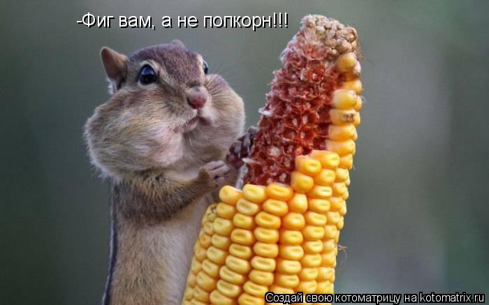 -Фиг вам, а не попкорн!!!... Котоматрица: -Фиг вам, а не попкорн!!!
