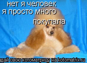 Котоматрица: нет я человек я просто много покупала
