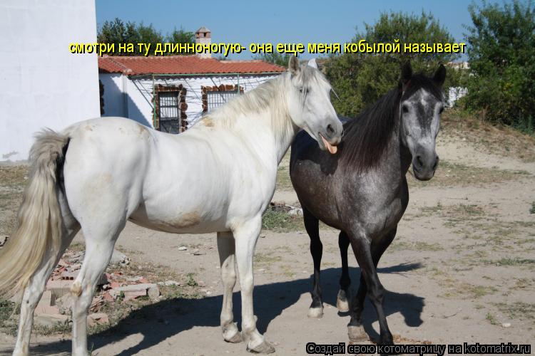 Котоматрица: смотри на ту длинноногую- она еще меня кобылой называет