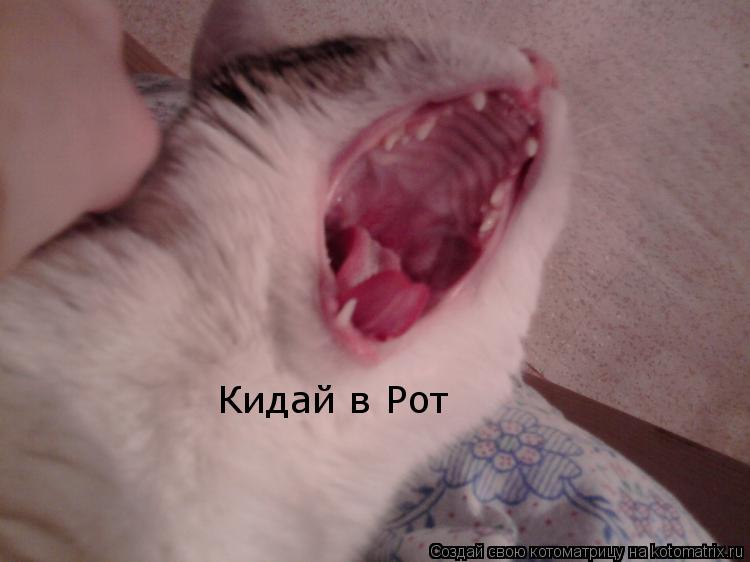 Котоматрица: Кидай в Рот
