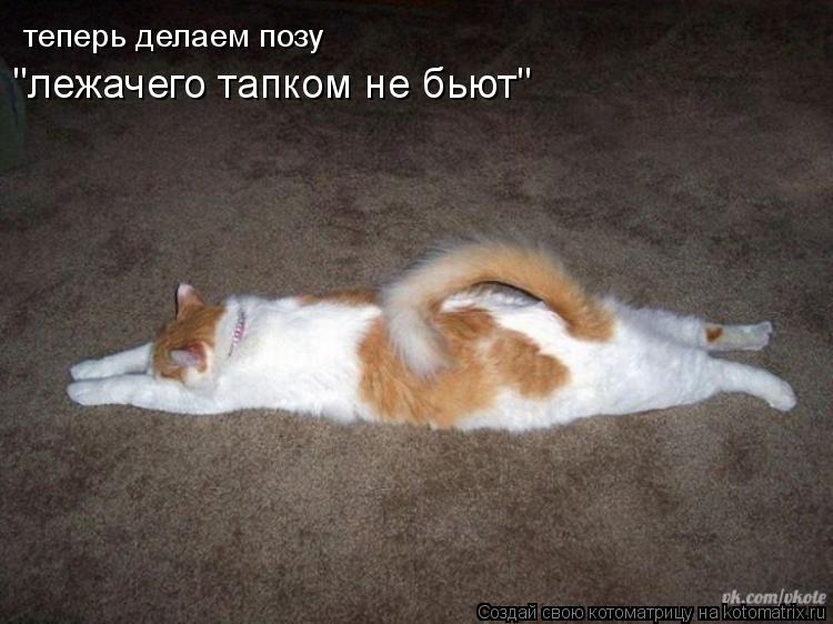Котоматрица: теперь делаем позу "лежачего тапком не бьют"