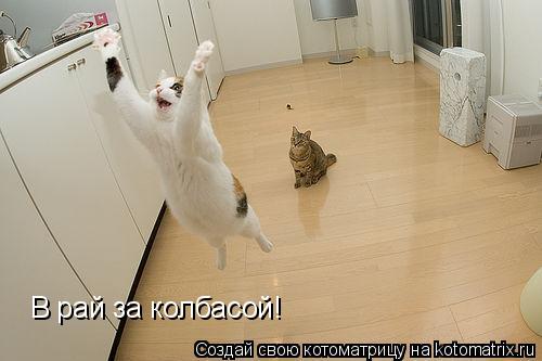 Котоматрица: В рай за колбасой!