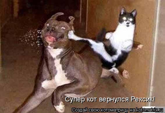 Супер кот вернулся Рексик!... Котоматрица: Супер кот вернулся Рексик!