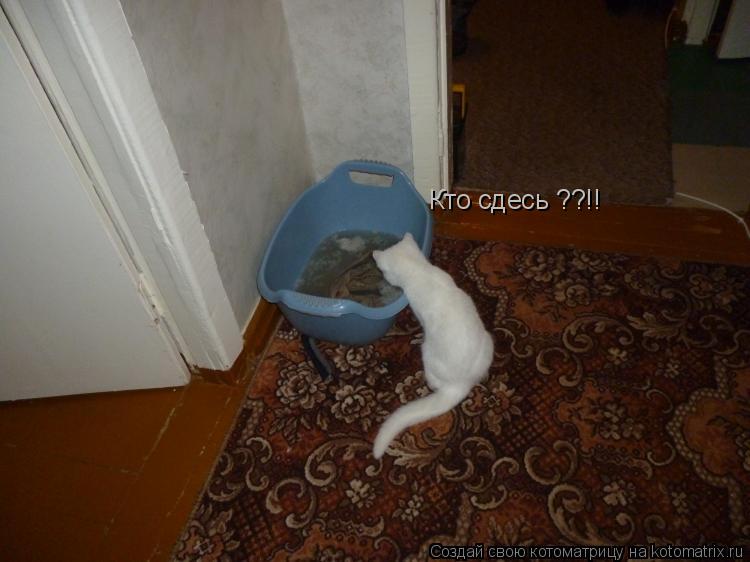Котоматрица: Кто сдесь ??!!