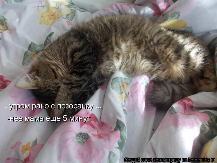 Котоматрица: утром рано с позоранку ... -нее мама ещё 5 минут -
