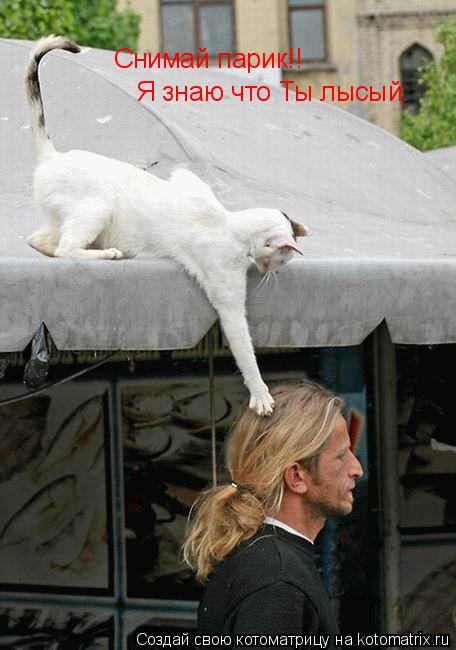 Котоматрица: Снимай парик!! Я знаю что Ты лысый.