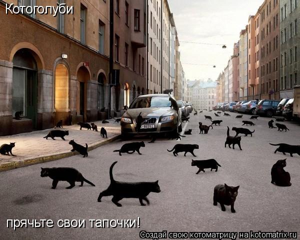 Котоголуби прячьте свои тапочки!... Котоматрица: Котоголуби прячьте свои тапочки!