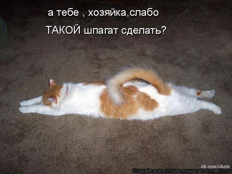 а тебе , хозяйка,слабо ТАКОЙ шпагат сделать?... Котоматрица: а тебе , хозяйка,слабо ТАКОЙ шпагат сделать?