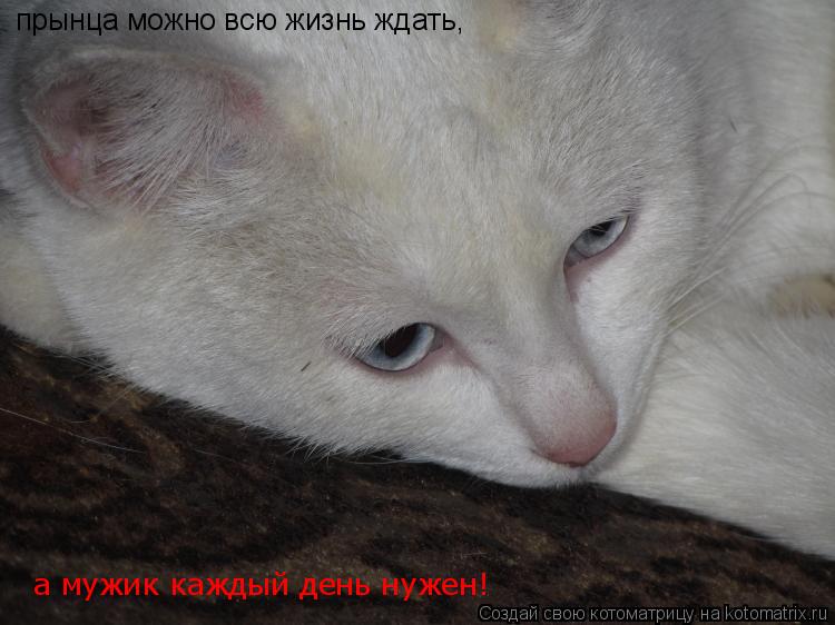 прынца можно всю жизнь ждать, а мужик каждый день нужен!... Котоматрица: прынца можно всю жизнь ждать, а мужик каждый день нужен!