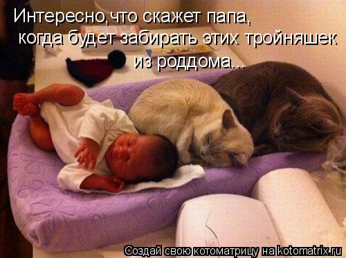 Интересно,что скажет папа, когда будет забирать этих тройняшек из роддома...... Котоматрица: Интересно,что скажет папа, когда будет забирать этих тройняшек из роддома...
