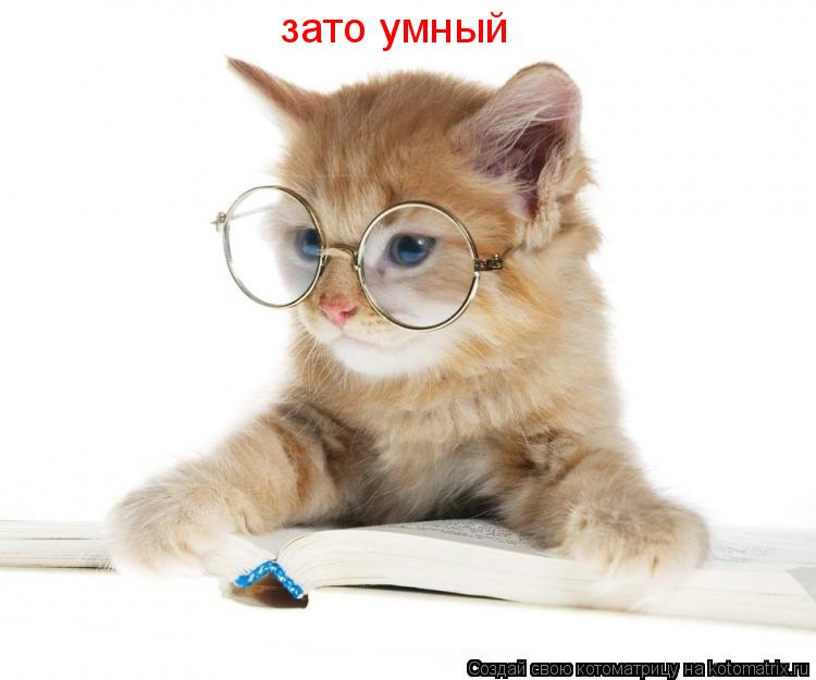 зато умный зато умный... Котоматрица: зато умный зато умный