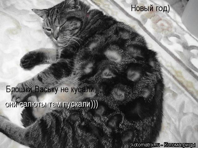 Новый год) Блошки Ваську не кусали, они салюты там пускали)))... Котоматрица: Новый год) Блошки Ваську не кусали, они салюты там пускали)))