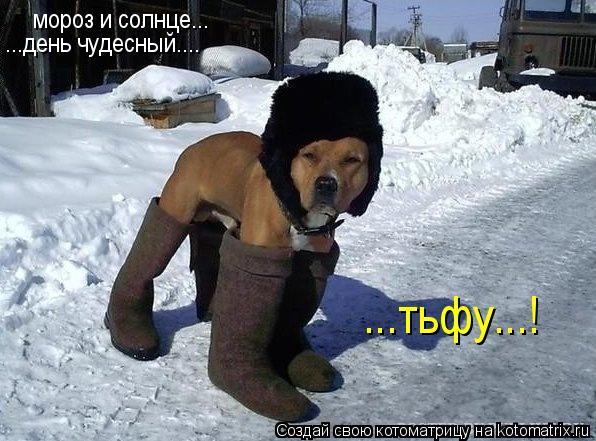 мороз и солнце... ...день чудесный.... ...тьфу...!... Котоматрица: мороз и солнце... ...день чудесный.... ...тьфу...!