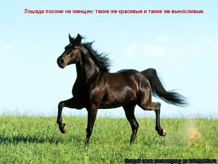 Лошади похожи на женщин: такие же красивые и такие же выносливые.... Котоматрица: Лошади похожи на женщин: такие же красивые и такие же выносливые.