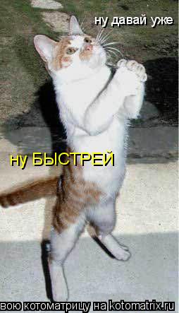 ну давай уже ну БЫСТРЕЙ... Котоматрица: ну давай уже ну БЫСТРЕЙ
