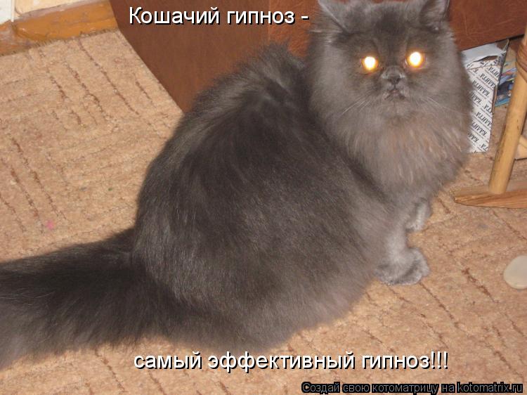 Кошачий гипноз - самый эффективный гипноз!!!... Котоматрица: Кошачий гипноз - самый эффективный гипноз!!!