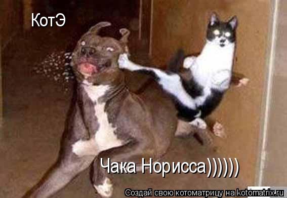 КотЭ Чака Норисса))))))... Котоматрица: КотЭ Чака Норисса))))))