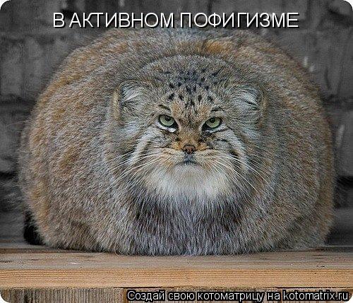 В АКТИВНОМ ПОФИГИЗМЕ... Котоматрица: В АКТИВНОМ ПОФИГИЗМЕ