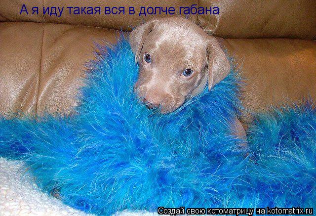 А я иду такая вся в долче габана... Котоматрица: А я иду такая вся в долче габана