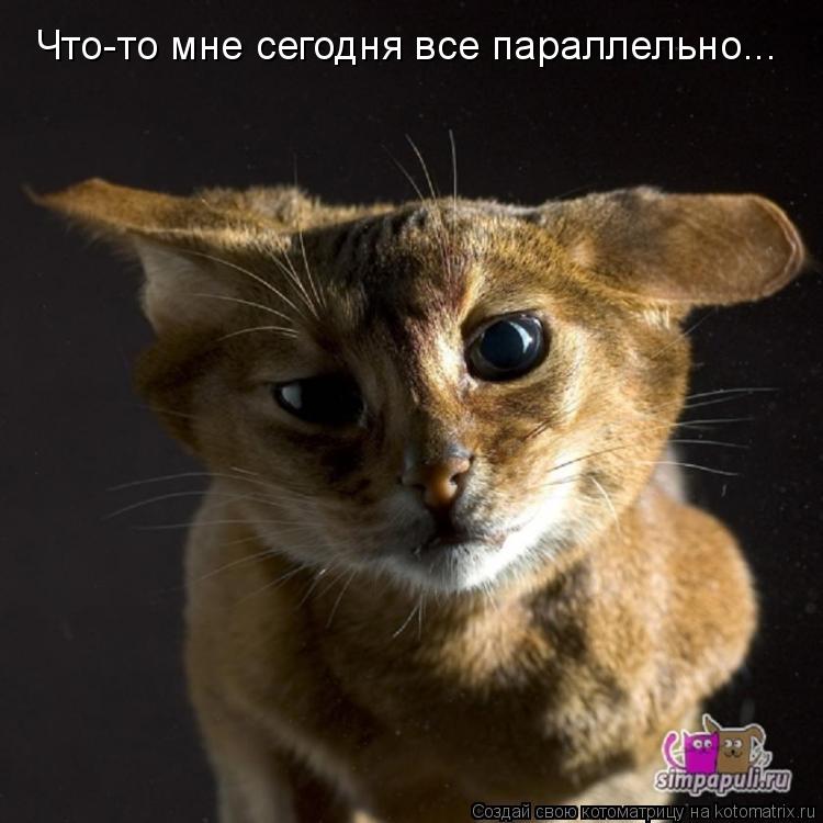 Что-то мне сегодня все параллельно...... Котоматрица: Что-то мне сегодня все параллельно...