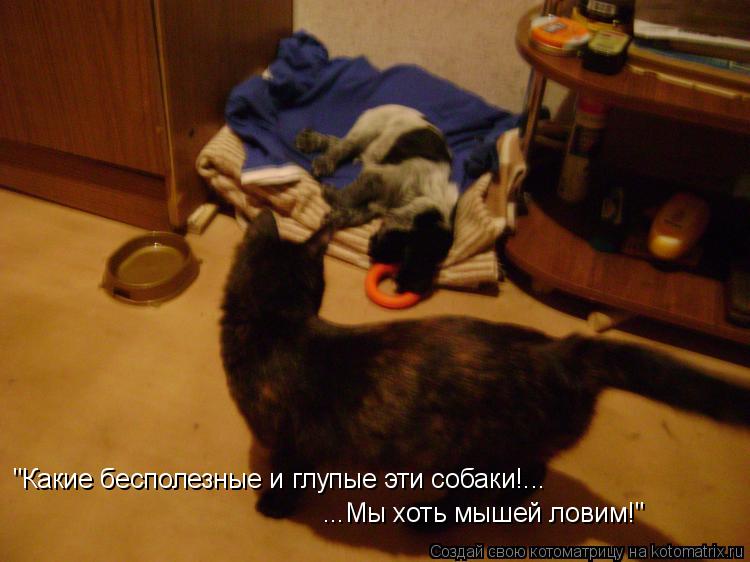 как той терьер ловит мышей как той терьер ловит мышей