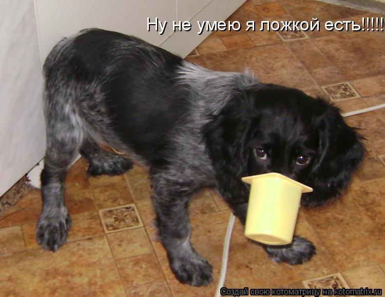 Ну не умею я ложкой есть!!!!!... Котоматрица: Ну не умею я ложкой есть!!!!!