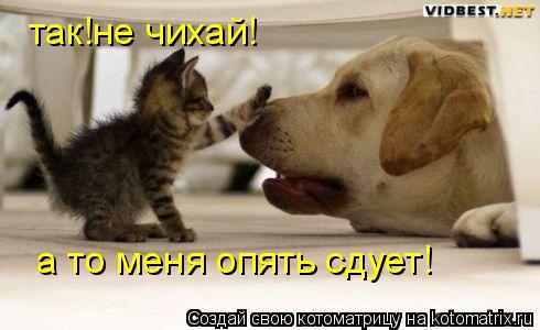 так!не чихай! а то меня опять сдует!... Котоматрица: так!не чихай! а то меня опять сдует!