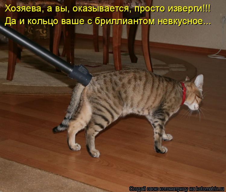 Хозяева, а вы, оказывается, просто изверги!!! Да и кольцо ваше с бриллиантом невкусное...... Котоматрица: Хозяева, а вы, оказывается, просто изверги!!! Да и кольцо ваше с бриллиантом невкусное...